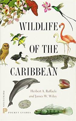 Wildlife Of The Caribbian
